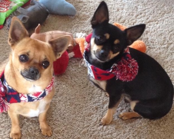 Eu comprei os meus cães