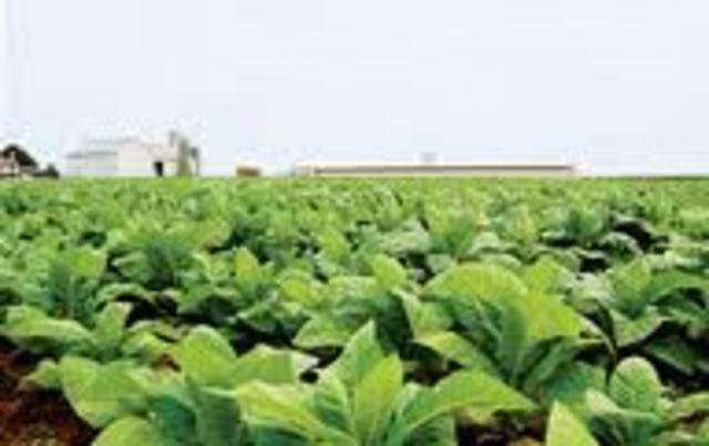Started Growing tabbaco in America