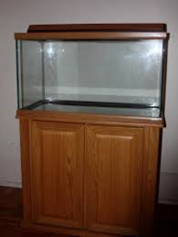 i got a new fish tank