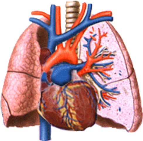 Pulmonsry Circulation