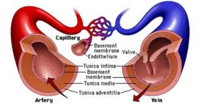 Veins and Arteries are dicovered