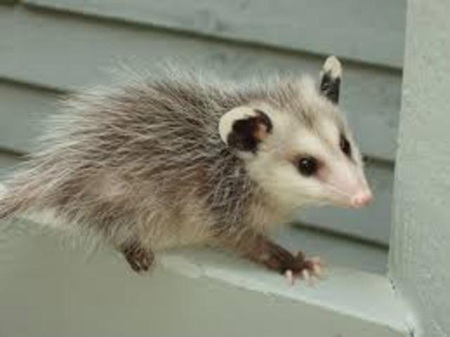 Found A Possum And Kept It