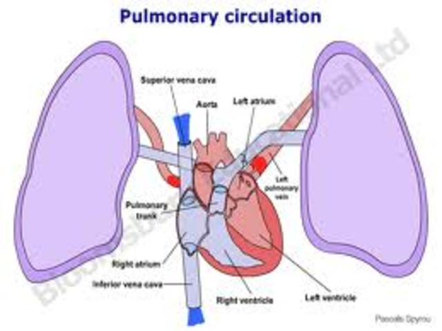 Pulmonary circulation