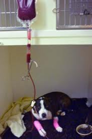 First Animal Transfusion
