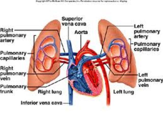 Pulmonary circulation