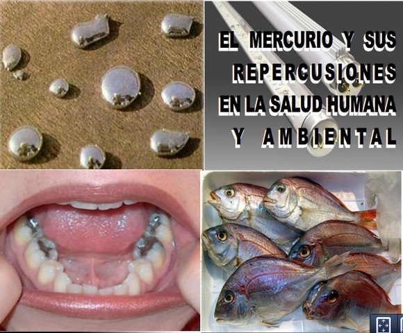 No. 14-En el ciclo del mercurio (Hg) todos los caminos conducen al hombre