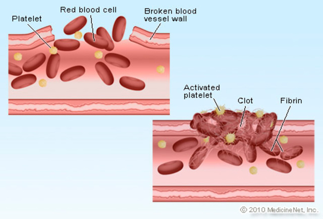 Blood Coagulation