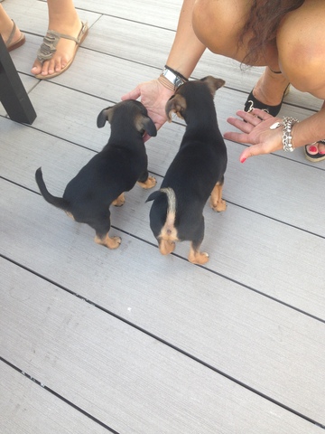 my new dogs