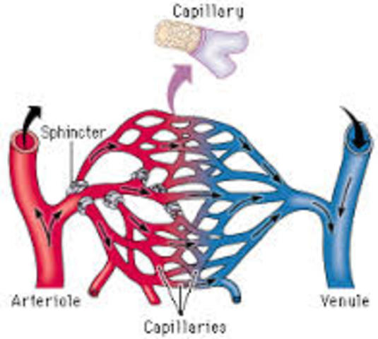 capillary system