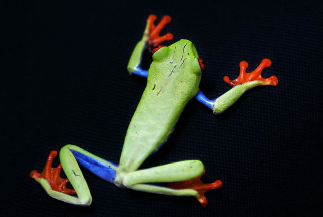 30 animali espezie ezberdin aurkitu dituzte Indonesiako oihan batean.