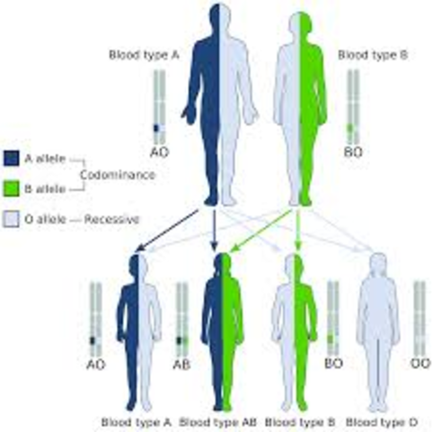 Alfred von Decastello and Adriano Sturli