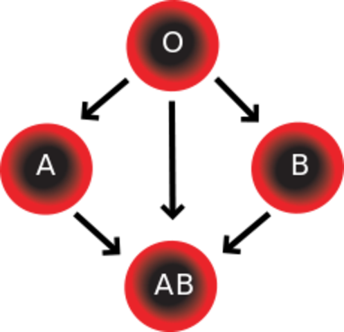 A Fourth blood group is added