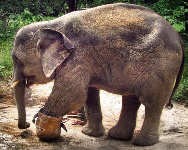 Chhouk the Elephant