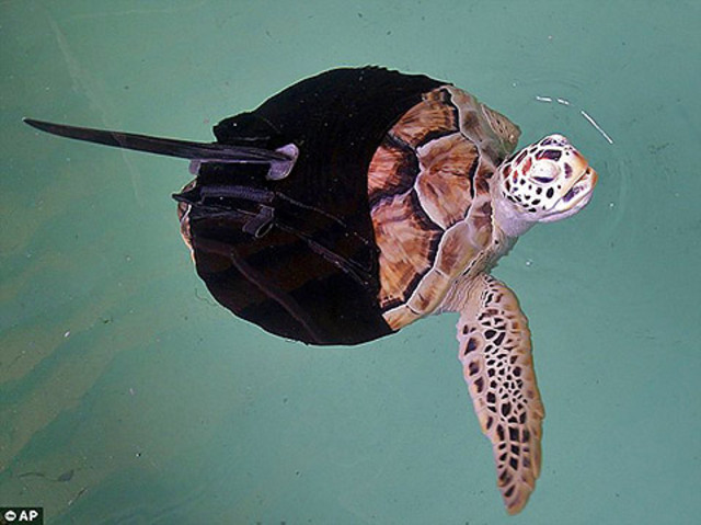 Green Sea Turtle