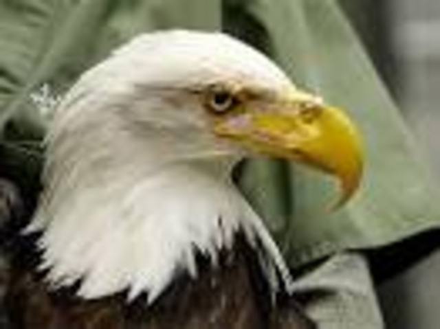 Bald Eagle Gets Bionic Beak