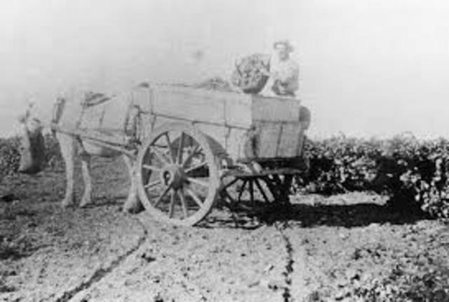 Willunga and McLaren Vale established