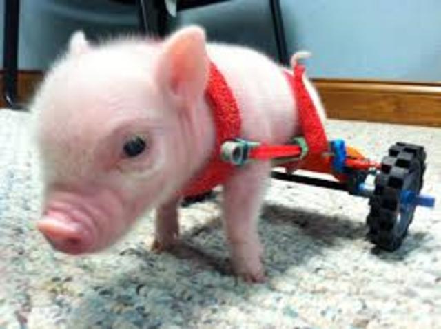 Chris P. Bacon the Piglet