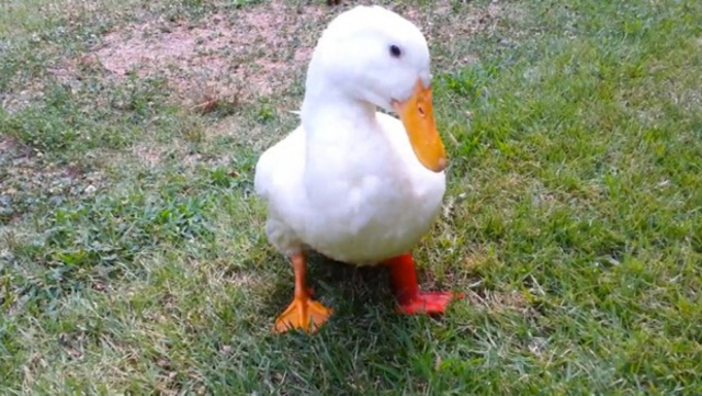 Buttercup the Duck