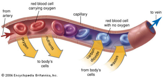 Capillary System