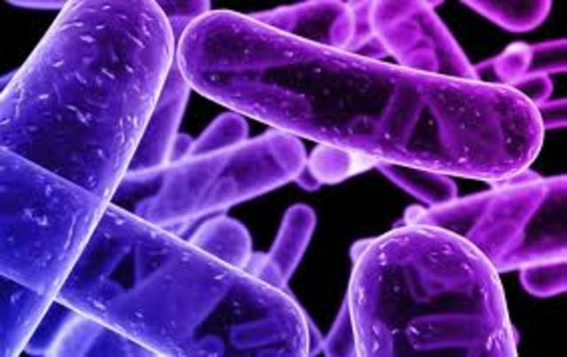 Vacuna contra la rabia