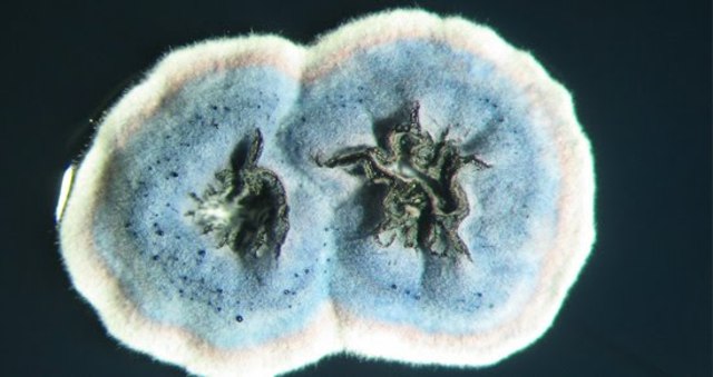 Genoma de Streptomyces coelicolor