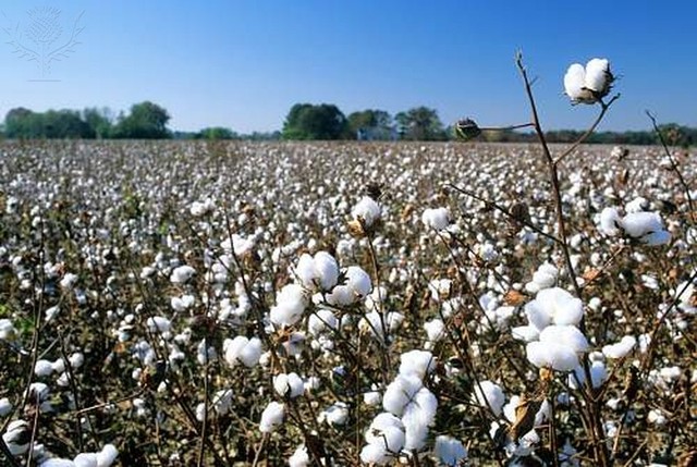 Cotton becomes South Carolina's major crop.