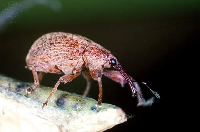 A Boll Weevil infestation devestates the state's cotton industry