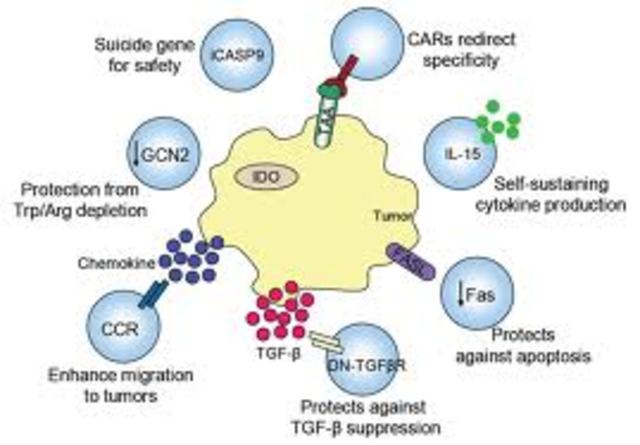 Students at MIT create a modify a cell