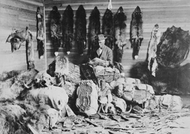 Metis trade fur became indapendant