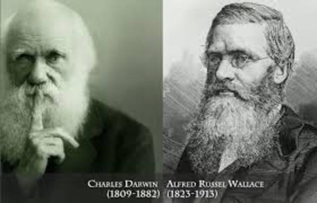 Darwin vs. Wallace