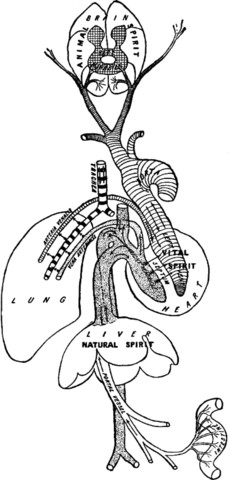 Pulmonary Circulation
