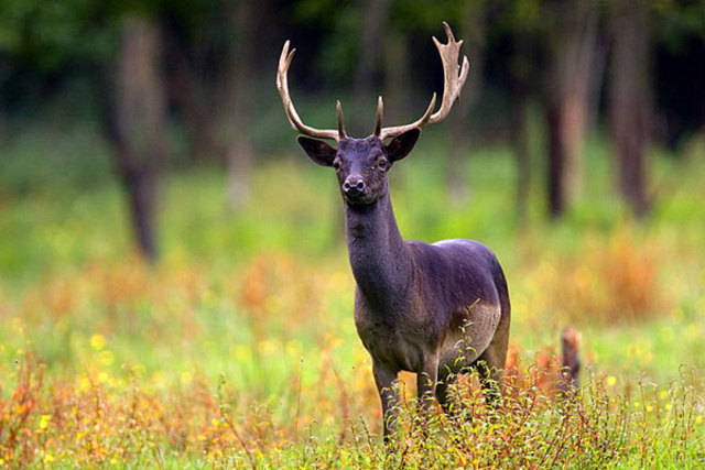 Jöns Jacob Berzelius