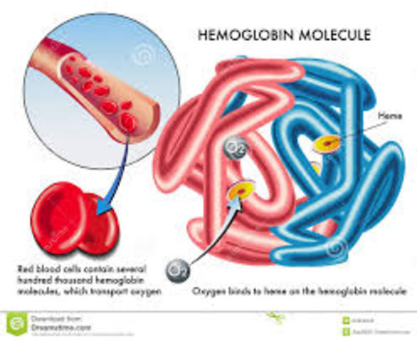Hemoglobin
