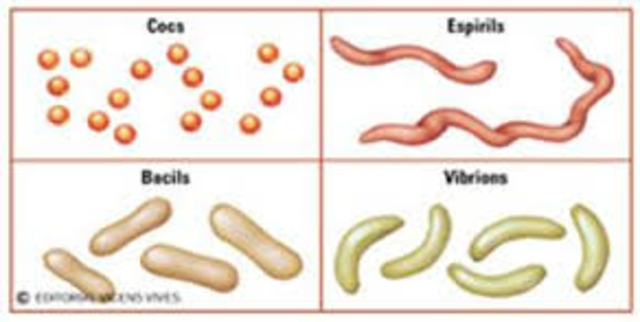 Erenberg fue el primero el clasificar las bacterias.