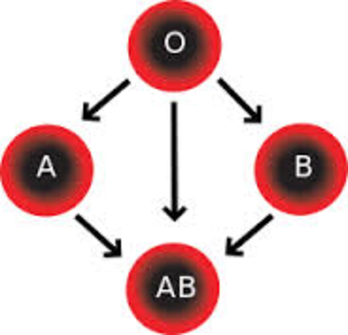 Discovery of the 3 Main Human Blood Groups