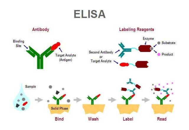 The ELISA Test