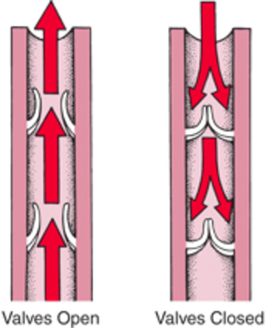 Vein valves