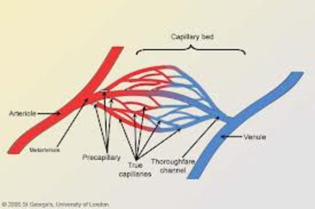 observation of capillary system