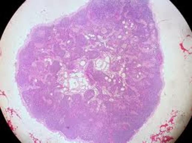 EXPERIMENTAL ENQUIRY INTO THE PROPERTIES OF THE BLOOD by William Hewson