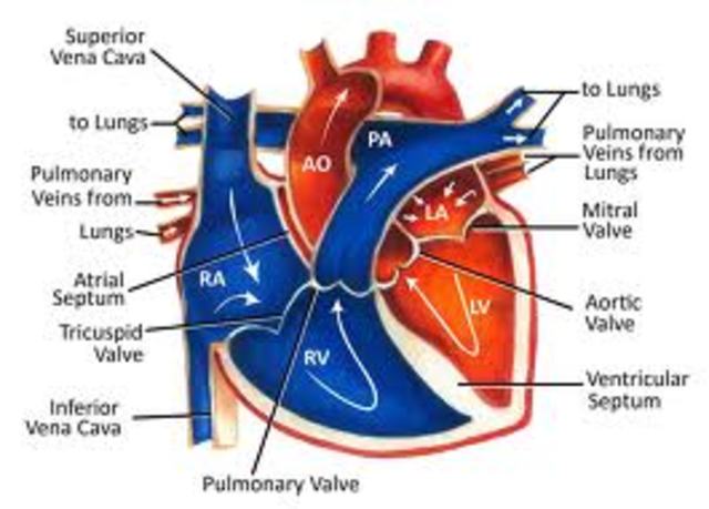 BLood flow theory #2
