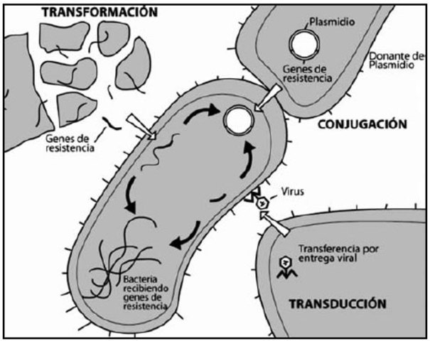 el ADN es el material genético de las bacterias.