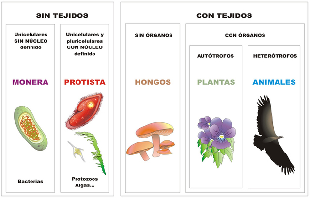 clasificion de reinos