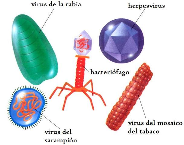 virus y caracteristicas