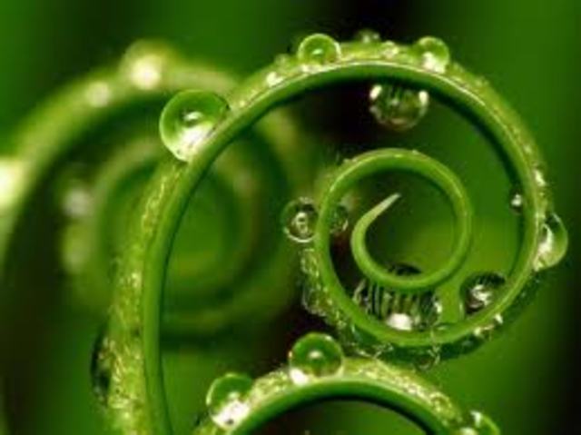 LOS PIGMENTOS VEGETALES