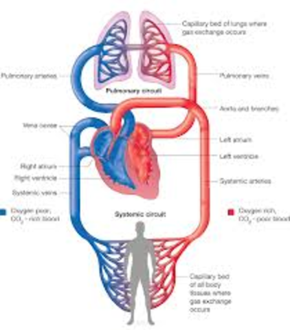 Pulmonary Circulation