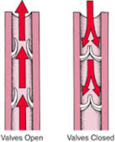 Vein valves