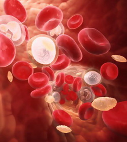 Blood Coagulation
