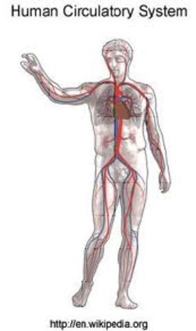 Circulating Blood