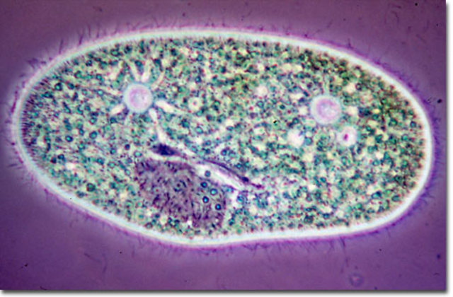 Single Celled Organisms