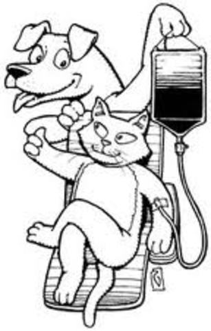 1st Recorded Blood Trans.